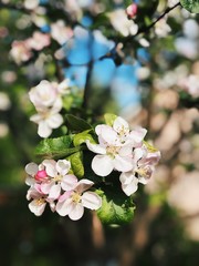 Fototapeta na wymiar Flowering apple tree close up