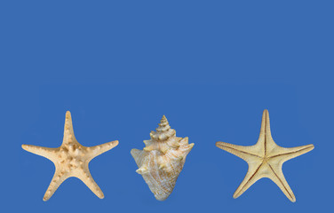 Two starfish and shell on an isolated blue background