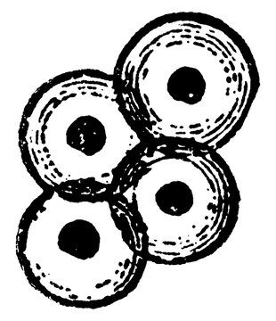 recommend clip art: Frog Eggs, vintage illustration.