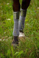 Horse legs in protective bandages close-up. Bandaging horses' legs with a gray bandage