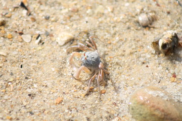 crab, beach, sand, animal, nature, sea, shell, spider, crustacean, macro, claw, insect, claws, ocean, wildlife, small, ant, closeup, marine, summer, animals, water, shellfish, close-up, seafood