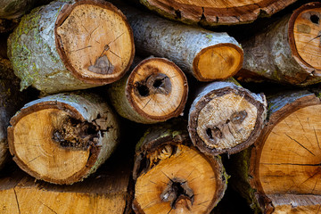 pila de trozos de le&ntilde;a seca cortada con textura