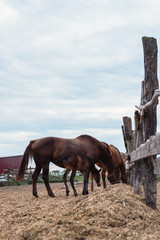 Mother horse and baby foal. Family of horses, farm.