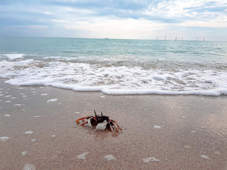 Crabs are at the beach and there are waves crashing.
