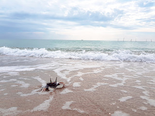 Crabs are at the beach and there are waves crashing.