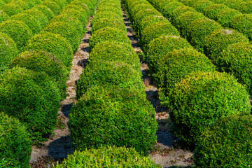 Plantation of buxus boxwood plants in ball shape