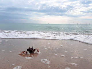 Crabs are at the beach and there are waves crashing.