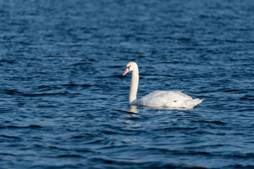 Mute Swam (Cygnus olor)