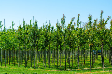 Plantation with rows of green garden decorative trees in different shapes