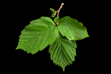 Hazelnut leaf closeup