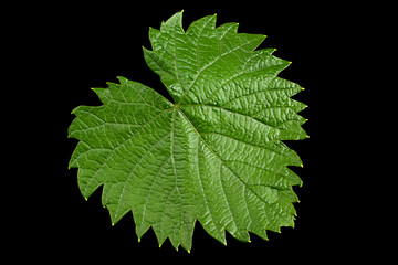 Grape fruit young leaf