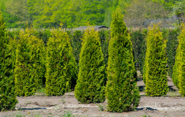 Plantation with rows of thuja, coniferum, cyprus, pine trees in different shapes