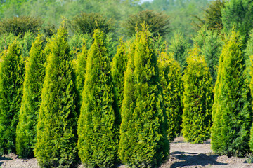 Plantation with rows of thuja, coniferum, cyprus, pine trees in different shapes