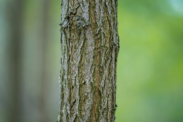 Obraz premium Bark of a tree