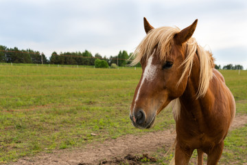 Naklejka na ściany i meble A common brown horse in a pasture