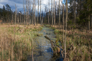Landscape. Swamps and forest in nature reserve.