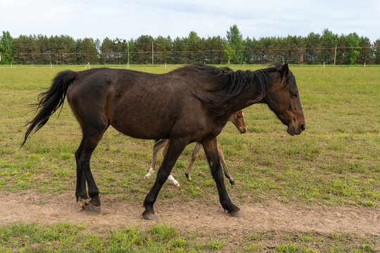 Black horse with a young foal in the pasture