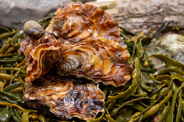 Fresh zeeuwse creuse pacific or japanese oysters molluscs on fish market in Netherlands