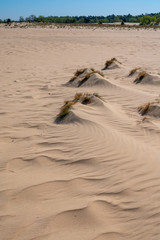 Desert nature landscapes in national park De Loonse en Drunense Duinen, North Brabant, Netherlands
