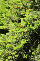 Beautiful branches of spring coniferous tree