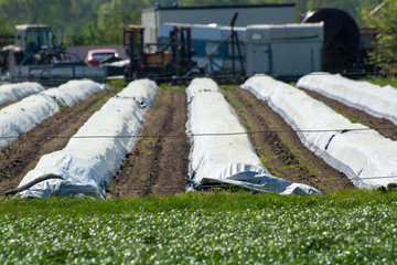 Rows of white asparagus plants growing under plastic film on small farm