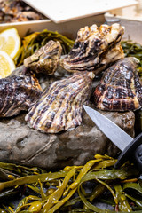 Fresh pacific or japanese oysters molluscs on stone with kelp seaweed background