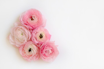 Studio shot of beautiful bouquet of pale pink ranunculus flowers with visible petal texture. Close up composition with bright patterns of flower buds. Top view, isolated, copy space.