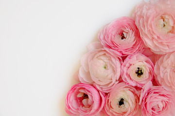 Studio shot of beautiful bouquet of pale pink ranunculus flowers with visible petal texture. Close up composition with bright patterns of flower buds. Top view, isolated, copy space.