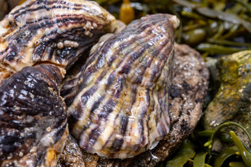 Fresh pacific or japanese oysters molluscs on stone with kelp seaweed background