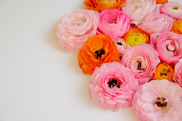 Macro shot of beautiful bouquet of pink, yellow & orange ranunculus flowers with visible petal texture . Close up composition with bright patterns of flower buds. Top view, isolated, copy space.