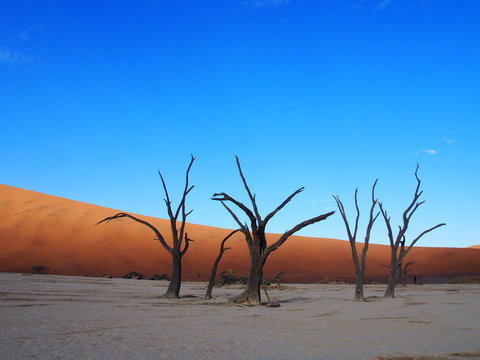 Dead camelthorn trees in the scorched desert of Deadvlei and blue sky, Namibia © Mithrax