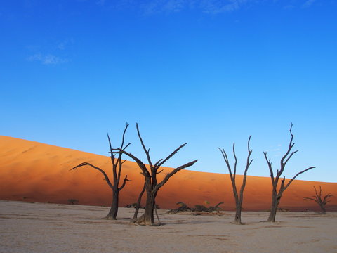 Dead camelthorn trees in the scorched desert of Deadvlei and blue sky, Namibia © Mithrax