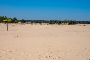 Desert nature landscapes in national park De Loonse en Drunense Duinen, North Brabant, Netherlands