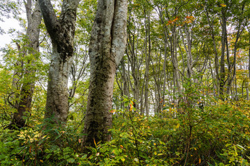 紅葉に染まるブナ林