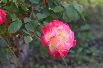 Pink rose in garden