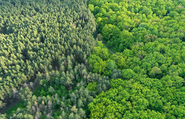 Aerial view of the contact line of coniferous forest and deciduous forest in spring