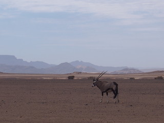 Oryx living in nature, Namibia