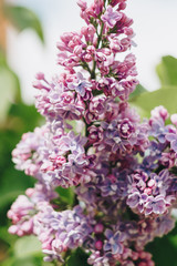 lilac flowers with green leaves close up