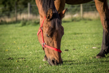 horse in the field