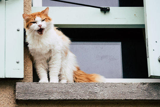 Chat Angora Images Browse 197 Stock Photos Vectors And Video Adobe Stock Chat Angora Images Browse 197 Stock Photos Vectors And Video Adobe Stock