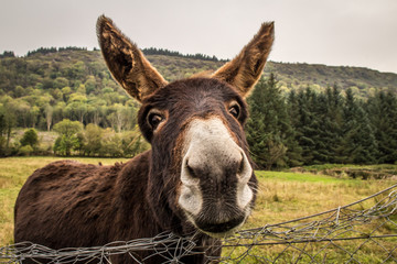 portrait of a donkey
