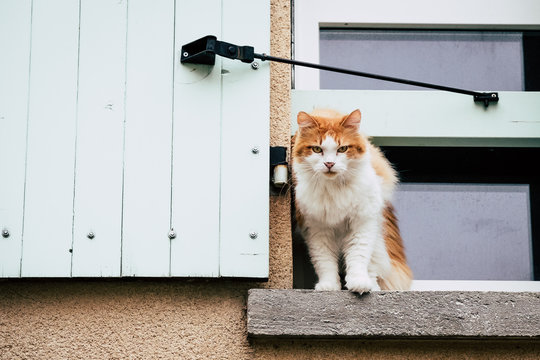 Chat Angora Images Browse 197 Stock Photos Vectors And Video Adobe Stock