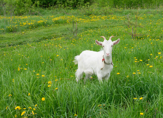white goat on a meadow