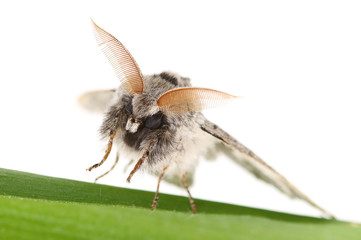 Brindled beauty moth (Lycia hirtaria) male isolated on white background