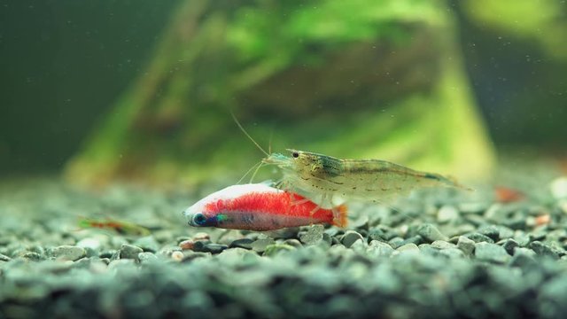 Amano shrimp is eating dead neon fish.