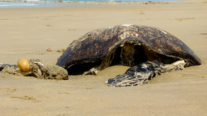 Big Black Rock By The Sea side 
