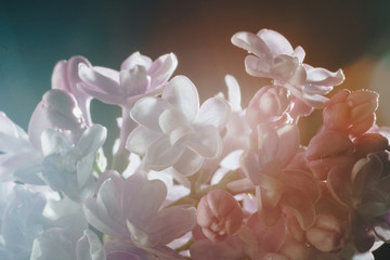 close-up of lilac flowers on a black background