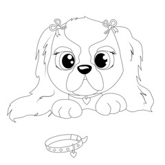 Cavalier King Charles Spaniel. Coloring book