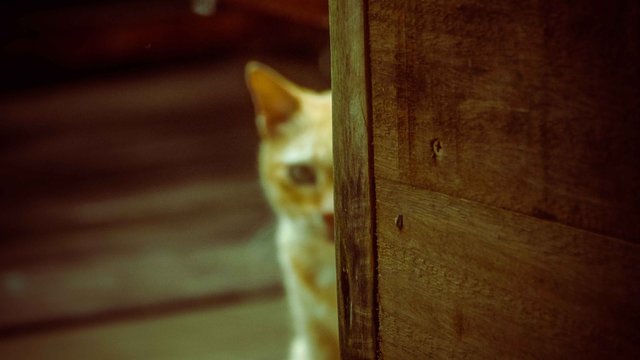 blurry image of ginger cat behind brown dresser