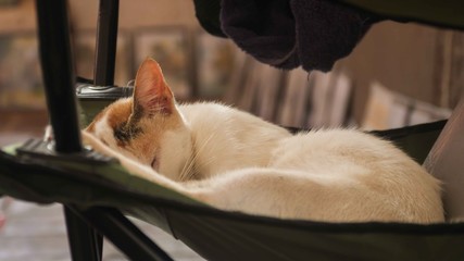 Calico white cat sleeping under the chair